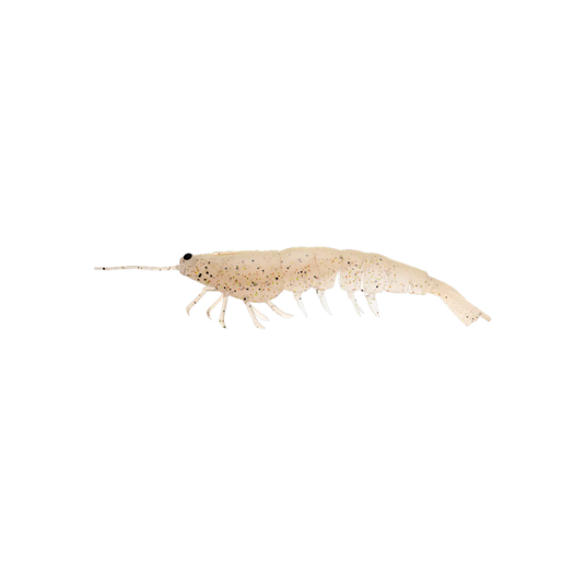 IRUKANDJI MEGAPRAWN [SZ:5 INCH CLR:LUST]